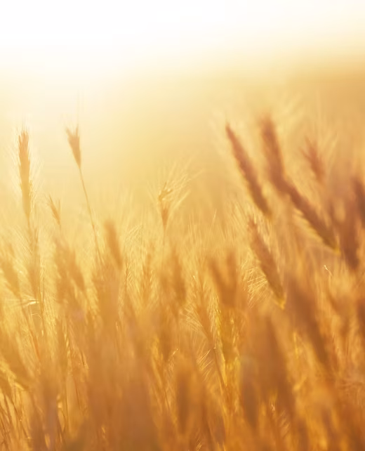 wheat